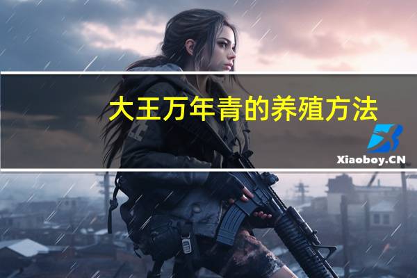 大王万年青的养殖方法：喜欢柔和的散射光
