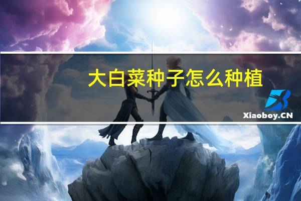 大白菜种子怎么种植