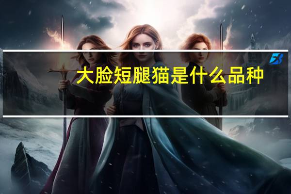 大脸短腿猫是什么品种
