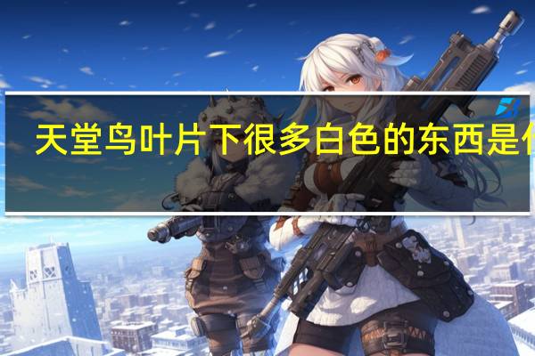 天堂鸟叶片下很多白色的东西是什么