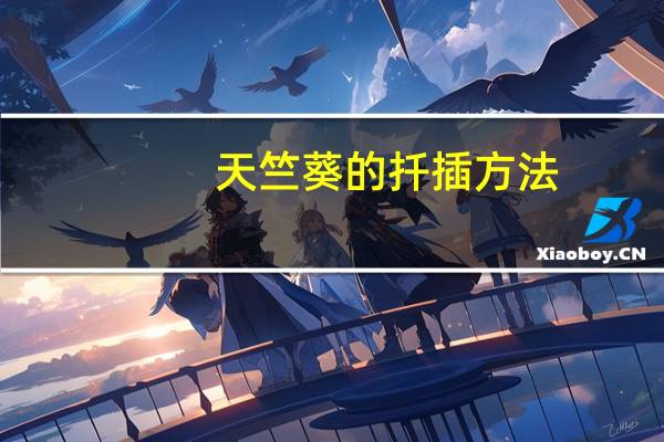 天竺葵的扦插方法