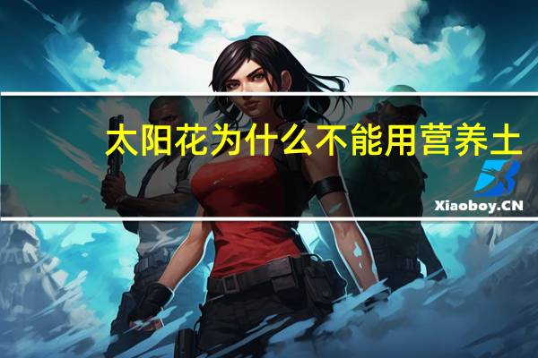 太阳花为什么不能用营养土