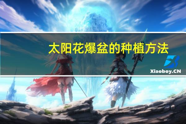 太阳花爆盆的种植方法