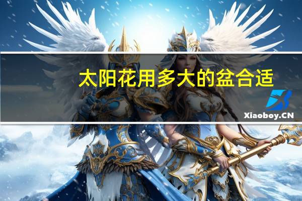 太阳花用多大的盆合适