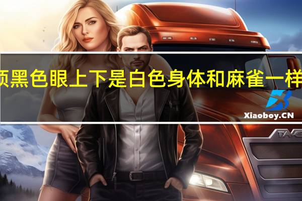 头顶黑色眼上下是白色身体和麻雀一样是什么鸟