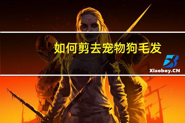 如何剪去宠物狗毛发