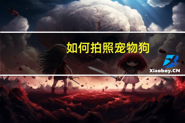 如何拍照宠物狗