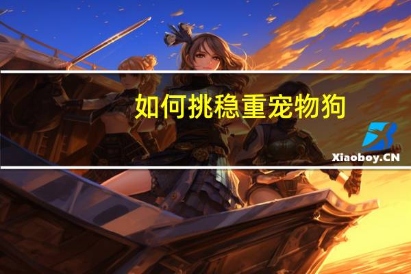 如何挑稳重宠物狗