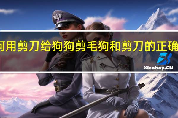 如何用剪刀给狗狗剪毛 狗和剪刀的正确使用方法