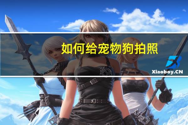 如何给宠物狗拍照