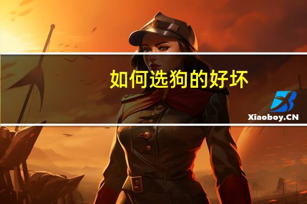 如何选狗的好坏(如何选购dv)