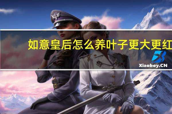 如意皇后怎么养叶子更大更红