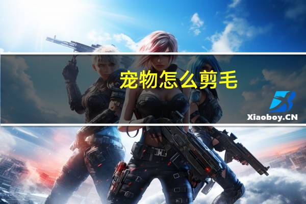 宠物怎么剪毛