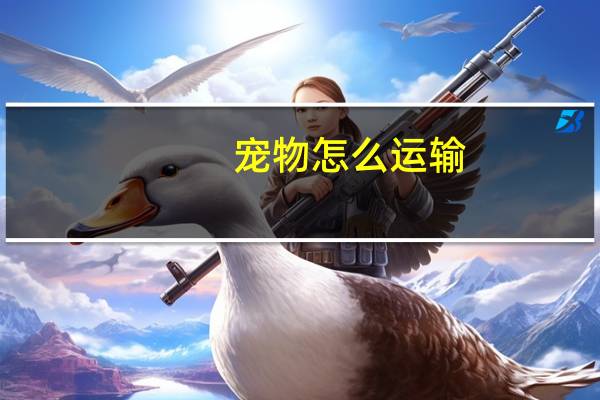 宠物怎么运输