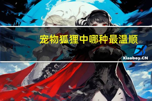 宠物狐狸中哪种最温顺