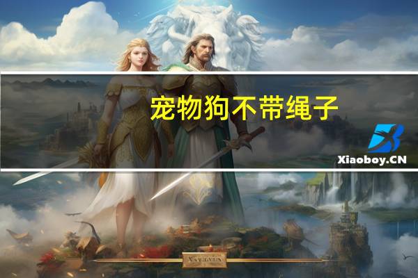 宠物狗不带绳子