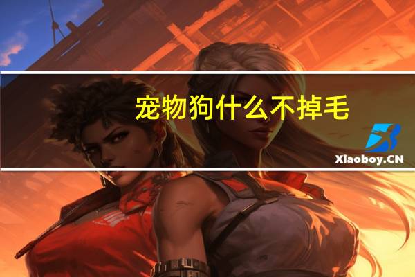 宠物狗什么不掉毛