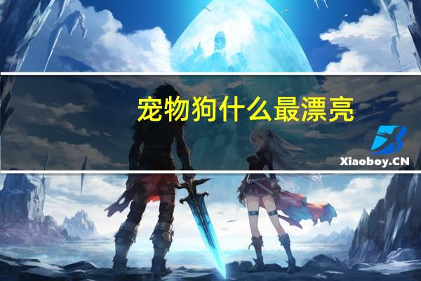 宠物狗什么最漂亮