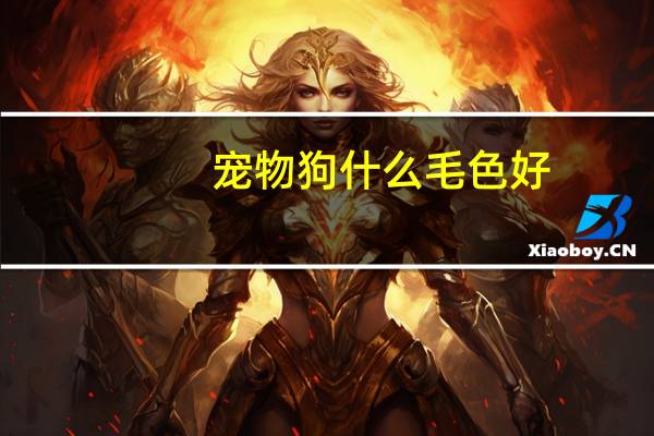 宠物狗什么毛色好