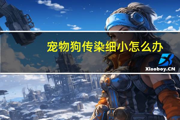 宠物狗传染细小怎么办