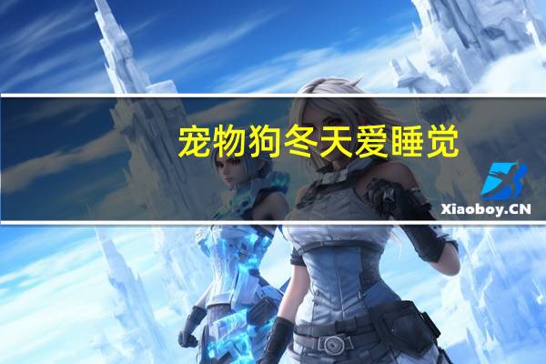 宠物狗冬天爱睡觉