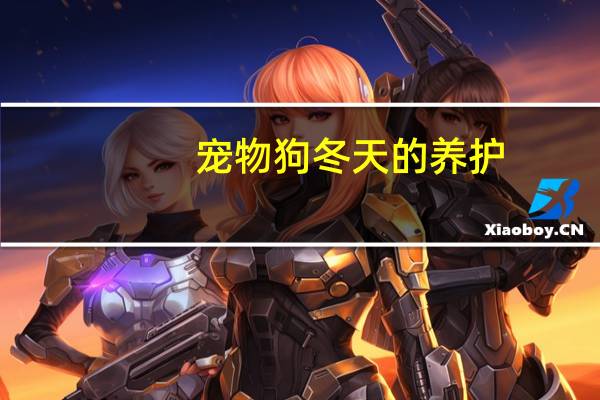 宠物狗冬天的养护
