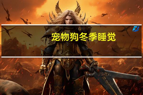 宠物狗冬季睡觉