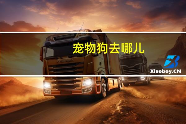 宠物狗去哪儿