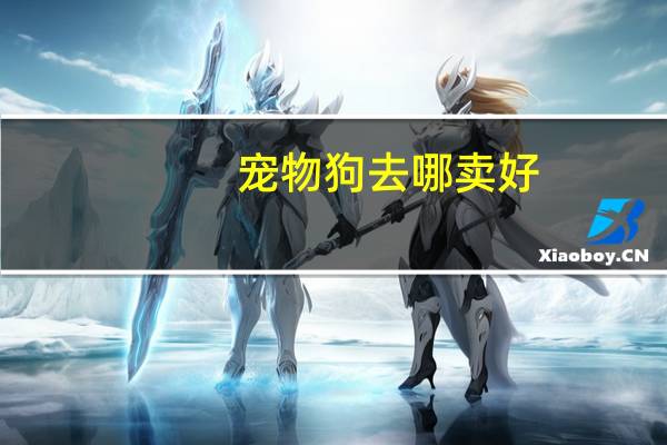 宠物狗去哪卖好