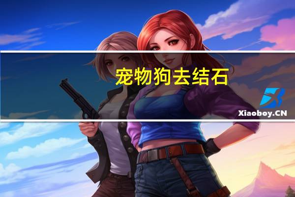 宠物狗去结石