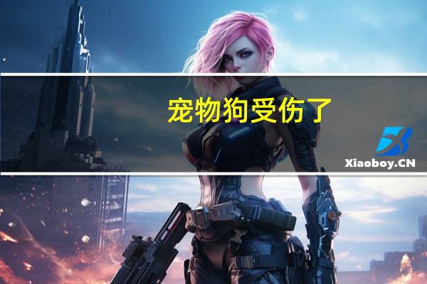 宠物狗受伤了