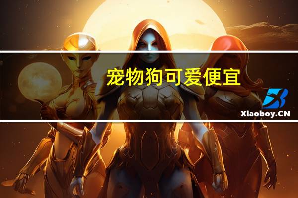 宠物狗可爱便宜