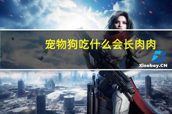 宠物狗吃什么会长肉肉