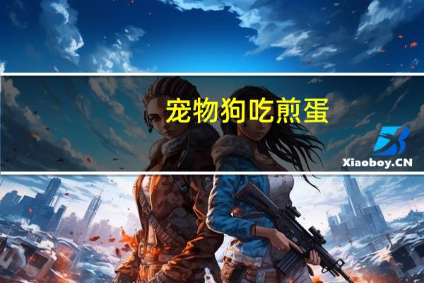 宠物狗吃煎蛋