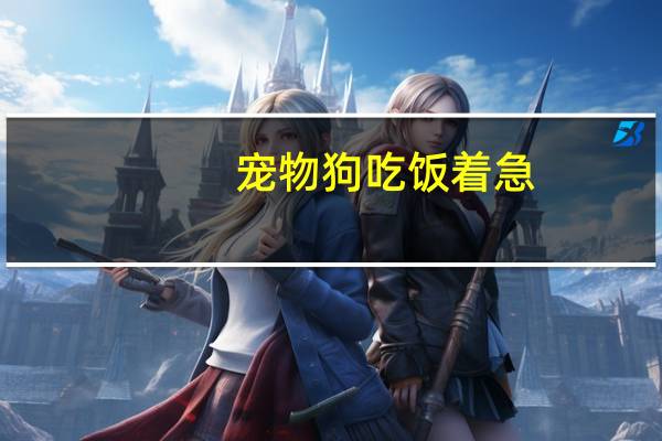 宠物狗吃饭着急