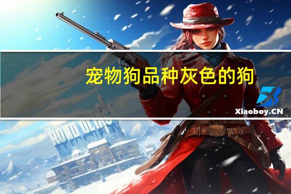 宠物狗品种灰色的狗