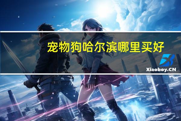 宠物狗哈尔滨哪里买好