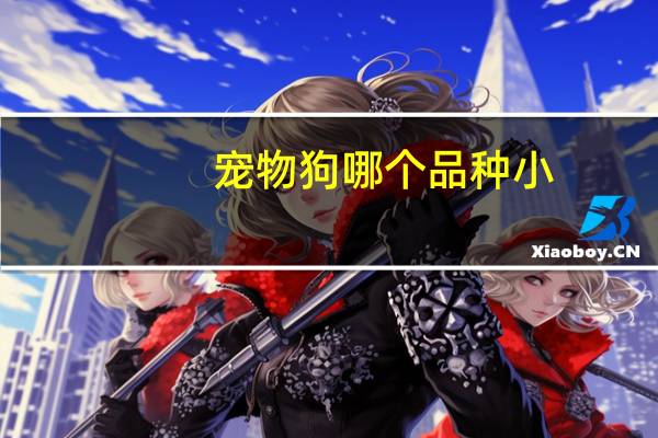 宠物狗哪个品种小