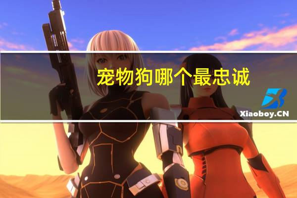 宠物狗哪个最忠诚