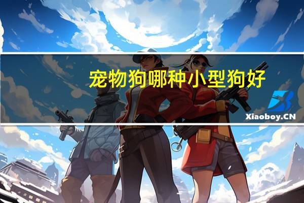 宠物狗哪种小型狗好