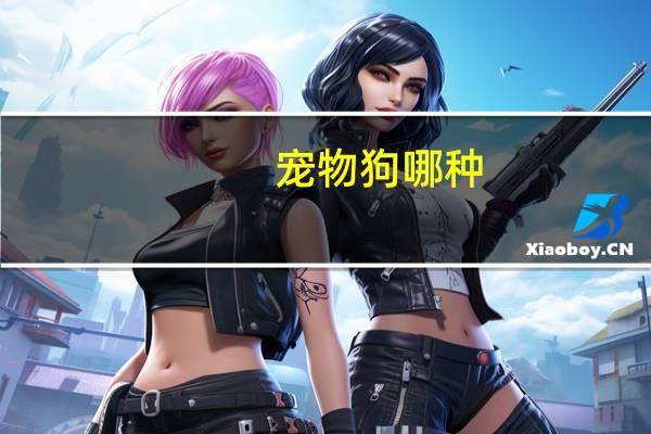 宠物狗哪种