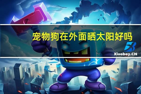 宠物狗在外面晒太阳好吗