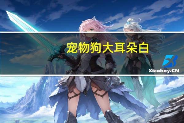 宠物狗大耳朵白