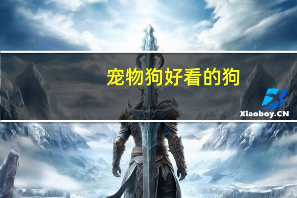 宠物狗好看的狗