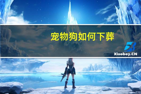 宠物狗如何下葬