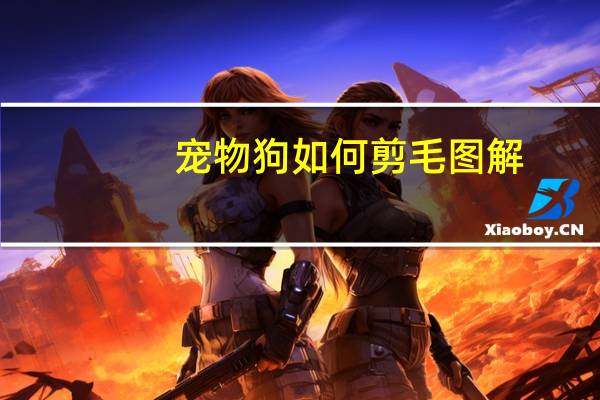 宠物狗如何剪毛图解
