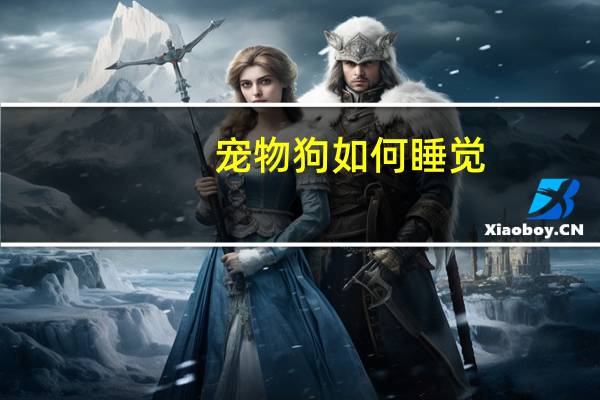 宠物狗如何睡觉