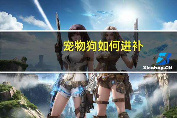 宠物狗如何进补