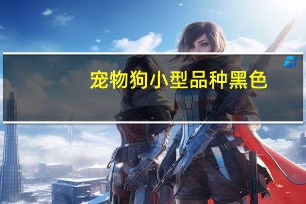 宠物狗小型品种黑色