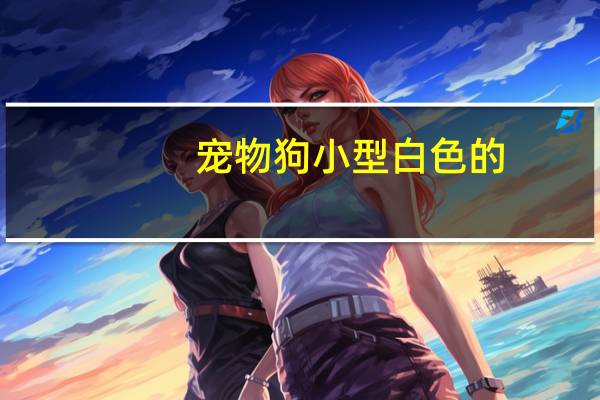 宠物狗小型白色的